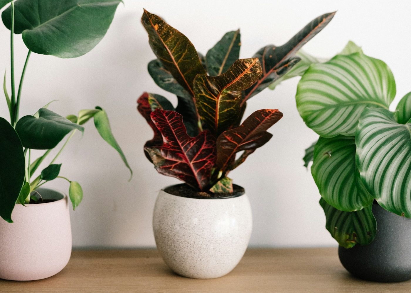 How Indoor Plants Can Improve Your Living Space