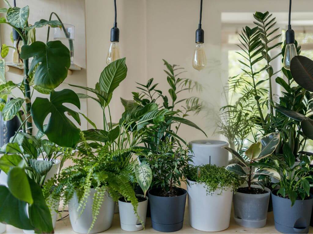 How Indoor Plants Can Improve Your Living Space