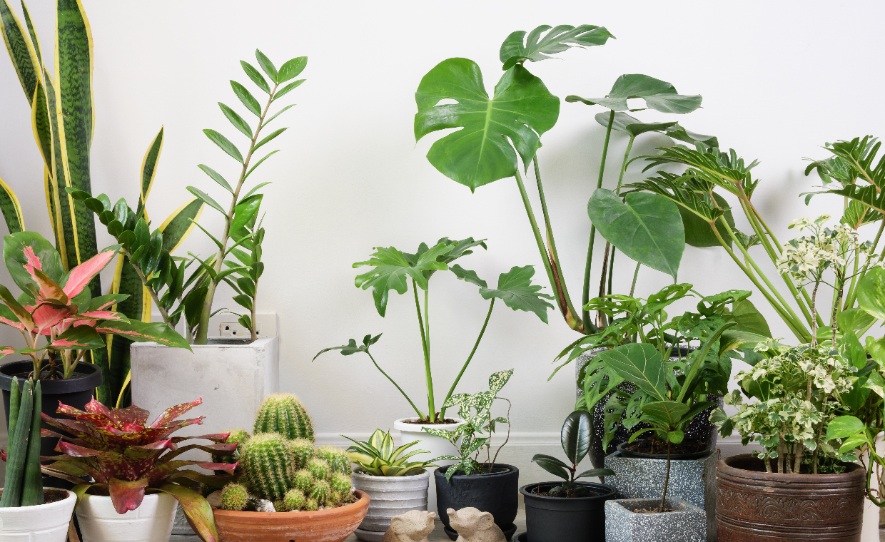 How Indoor Plants Can Improve Your Living Space